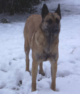 Ubee des Nuits de Reves