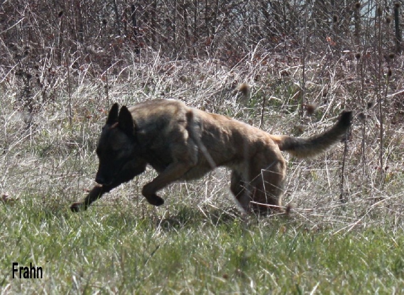 Frahn des Nuits de Reves