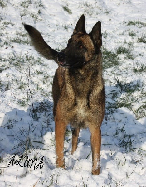 Aluna des Nuits de Reves