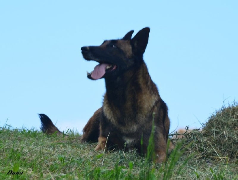 Dana des Nuits de Reves