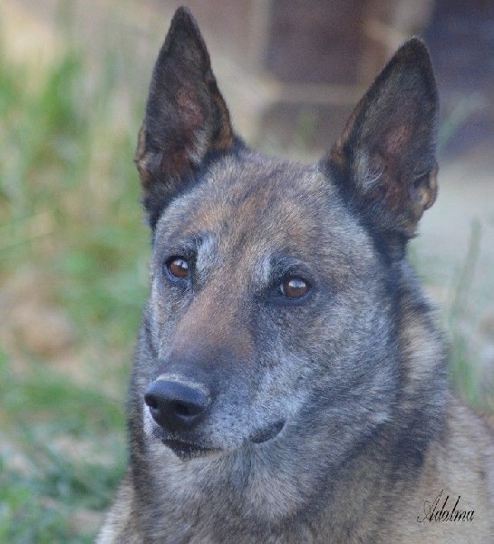 Adalma des Nuits de Reves