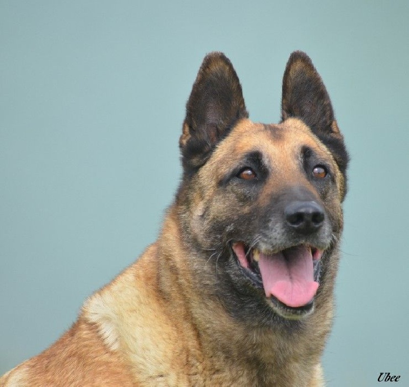 Ubee des Nuits de Reves