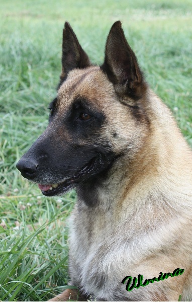 Ulmina des Nuits de Reves