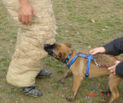 Aluna des Nuits de Reves