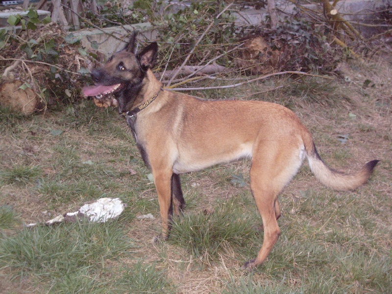 Adalma des Nuits de Reves