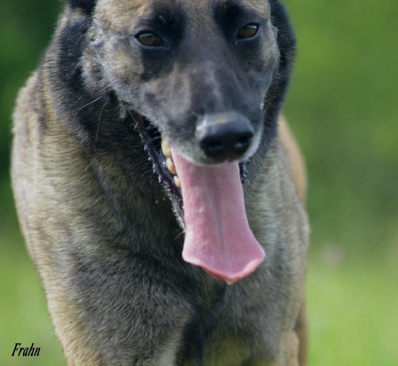 Frahn des Nuits de Reves