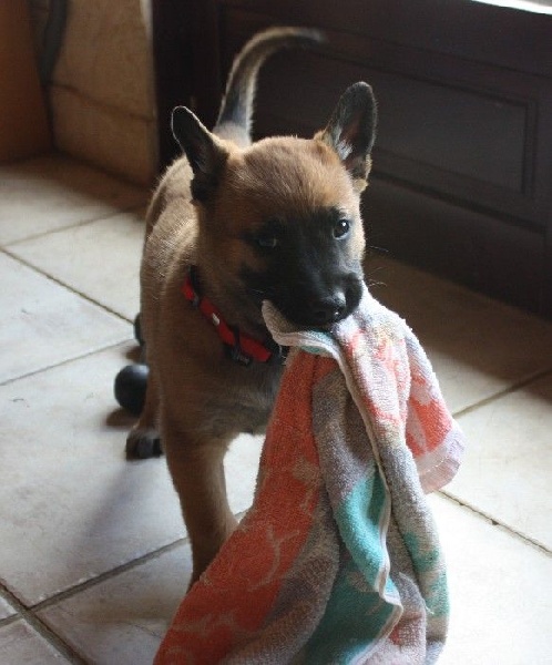 Hengie des Nuits de Reves