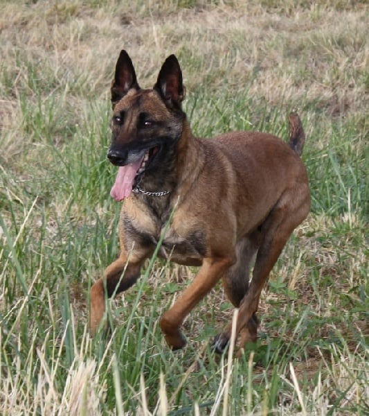 Tissia des Nuits de Reves