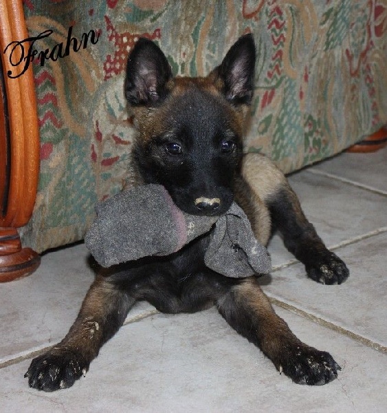 Frahn des Nuits de Reves