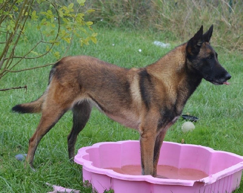 Dana des Nuits de Reves