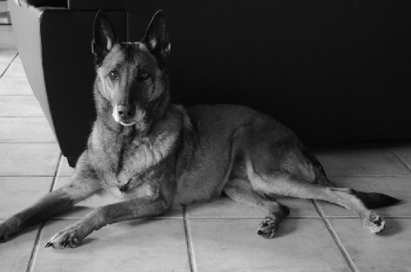 Tissia des Nuits de Reves