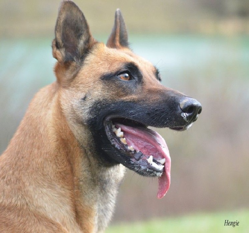 Hengie des Nuits de Reves