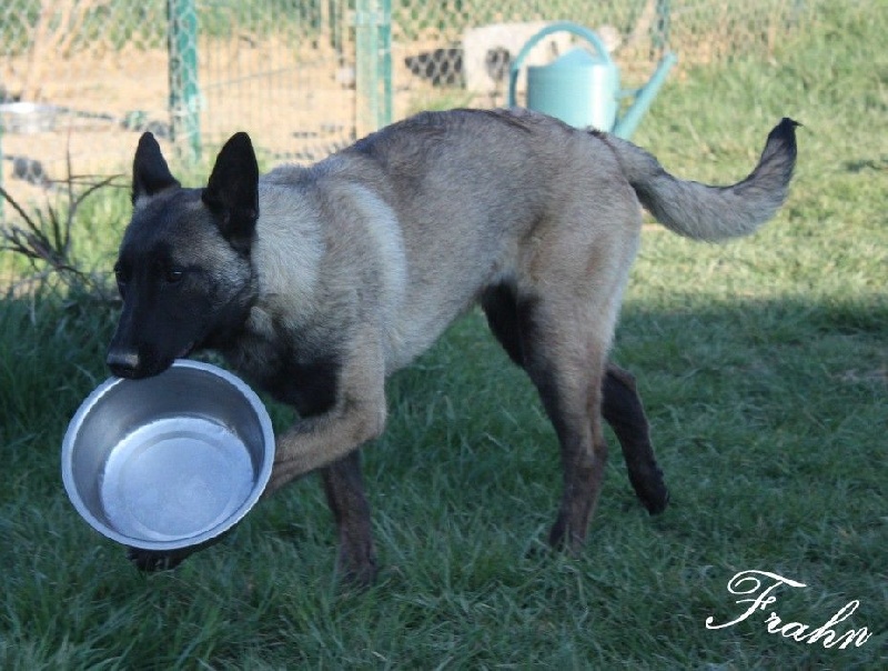 Frahn des Nuits de Reves