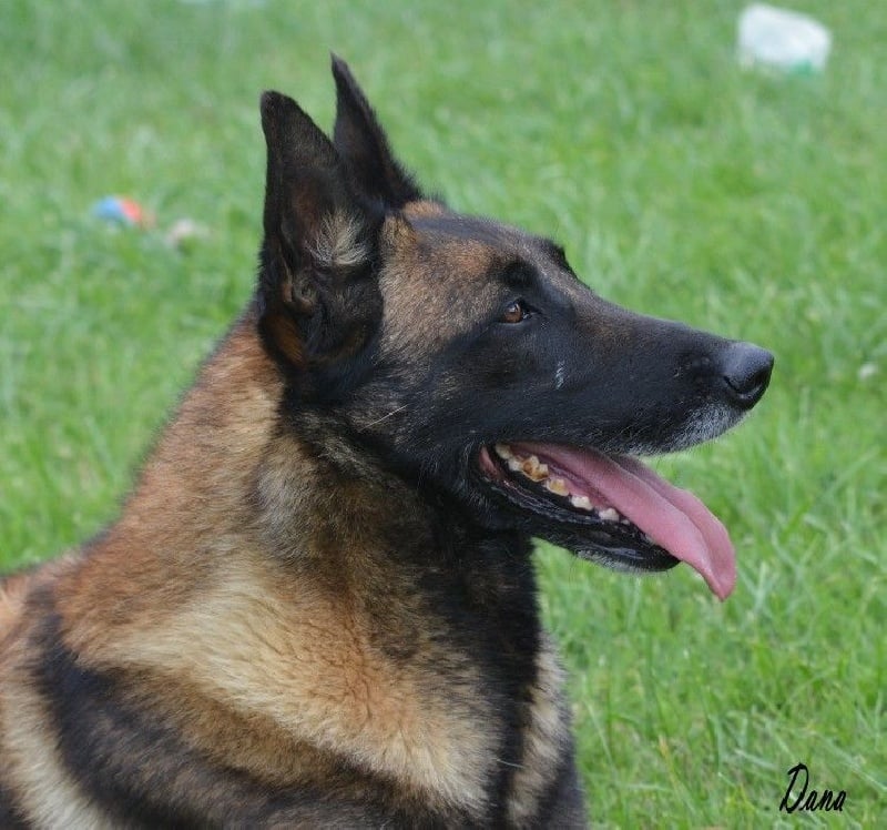 Dana des Nuits de Reves