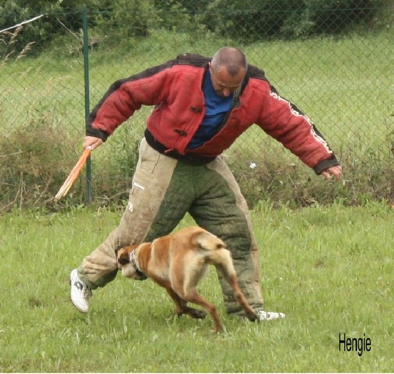 Hengie des Nuits de Reves