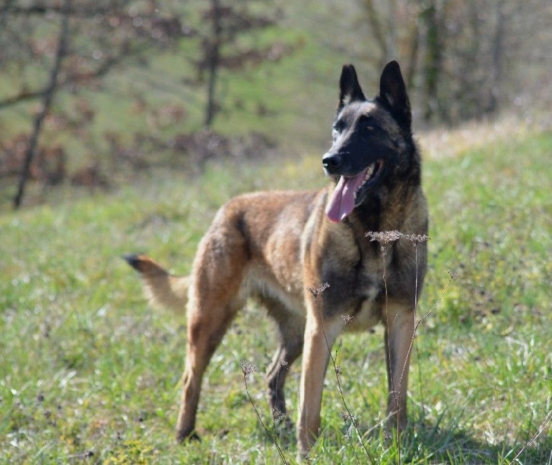 Djipsy des Nuits de Reves