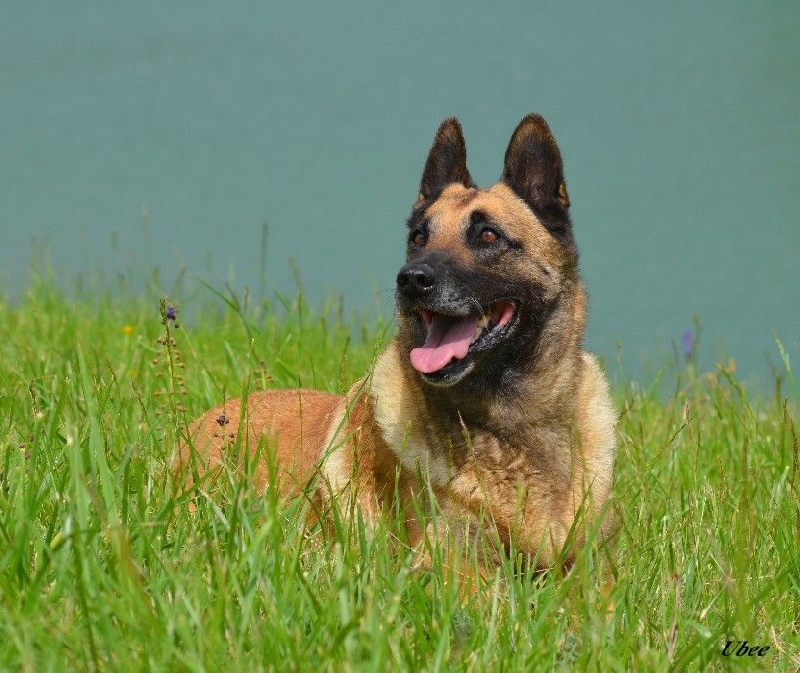 Ubee des Nuits de Reves