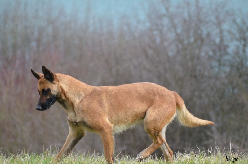 Hengie des Nuits de Reves
