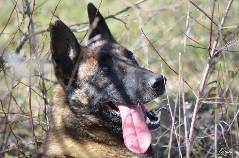 Djipsy des Nuits de Reves