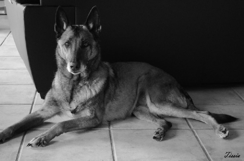 Tissia des Nuits de Reves