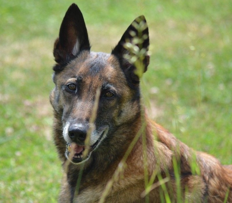 Tissia des Nuits de Reves