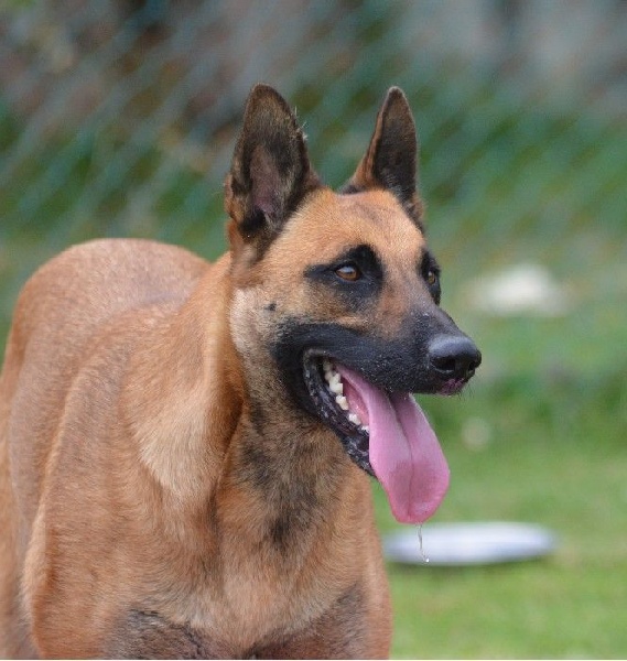 Hengie des Nuits de Reves