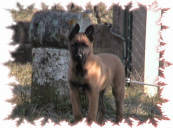 Tissia des Nuits de Reves