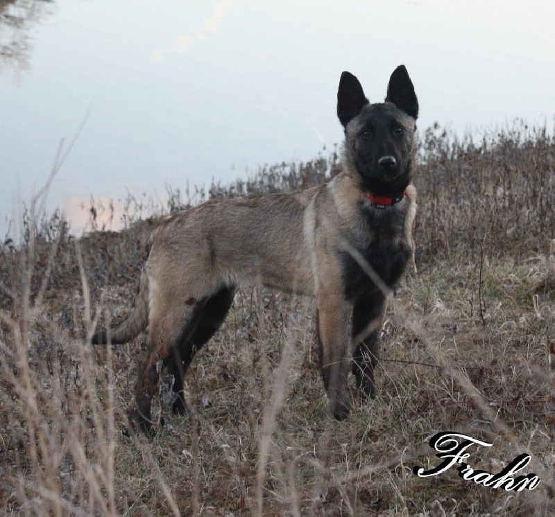 Frahn des Nuits de Reves