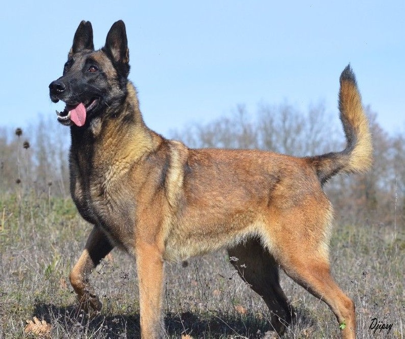 Djipsy des Nuits de Reves