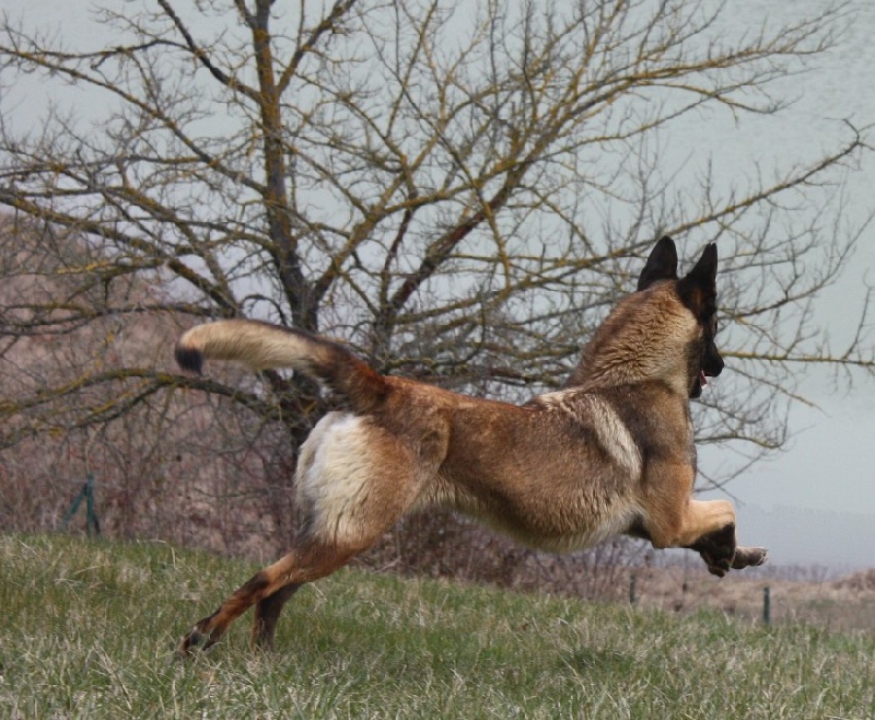 Djipsy des Nuits de Reves