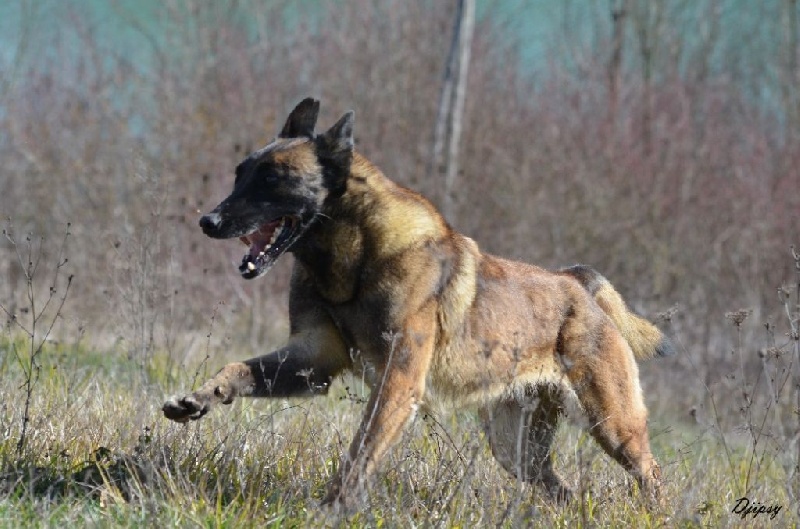 Djipsy des Nuits de Reves