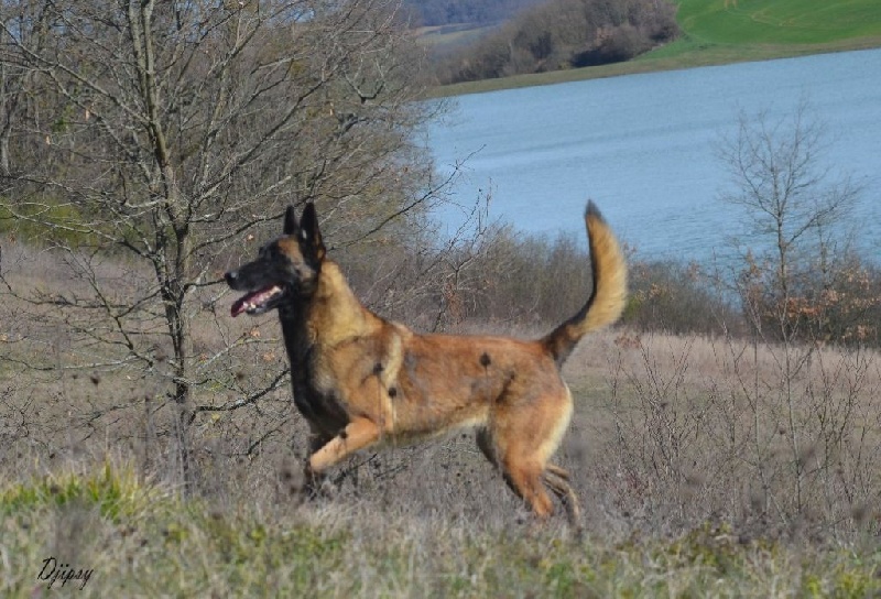 Djipsy des Nuits de Reves