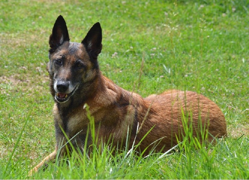 Tissia des Nuits de Reves