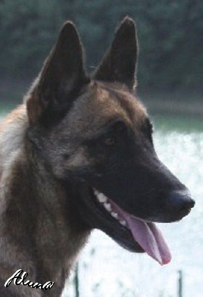 Aluna des Nuits de Reves