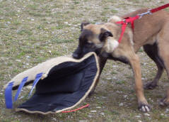 Adalma des Nuits de Reves