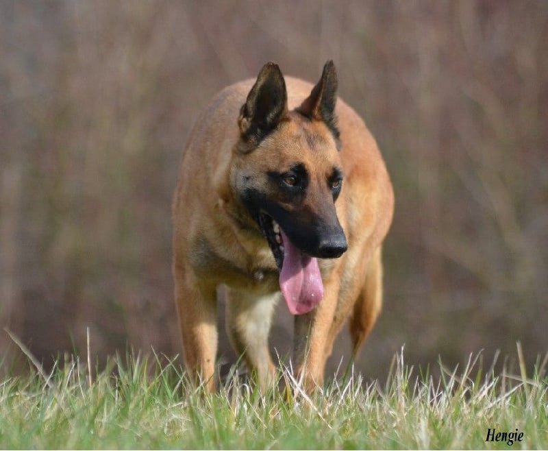 Hengie des Nuits de Reves