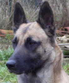 Ubee des Nuits de Reves