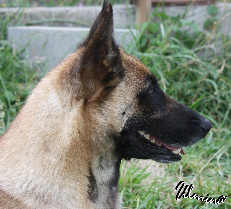 Ulmina des Nuits de Reves