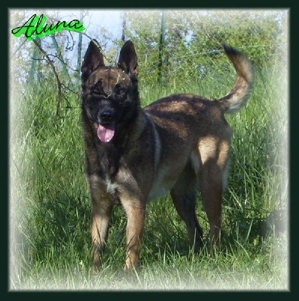 Aluna des Nuits de Reves