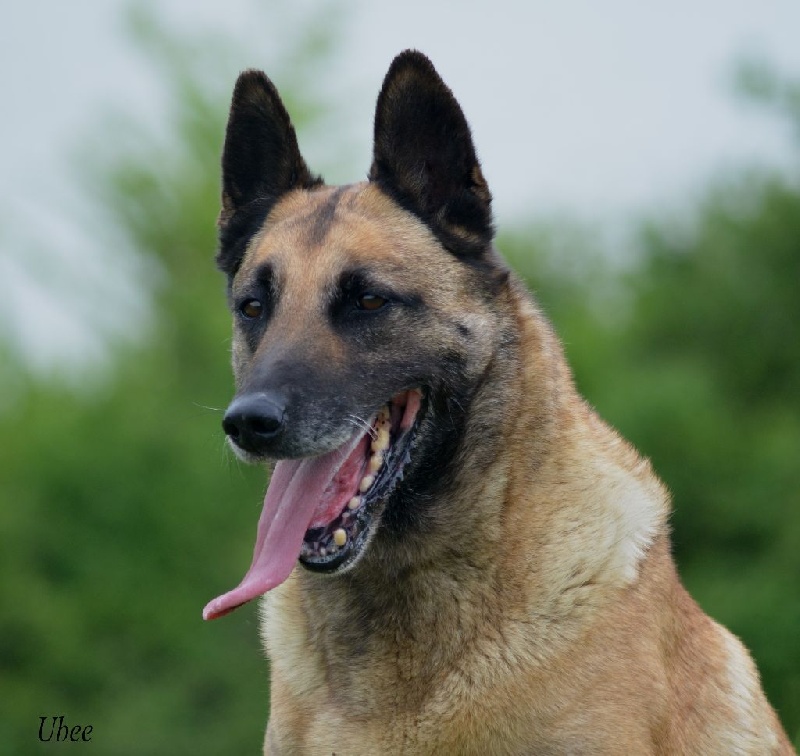 Ubee des Nuits de Reves