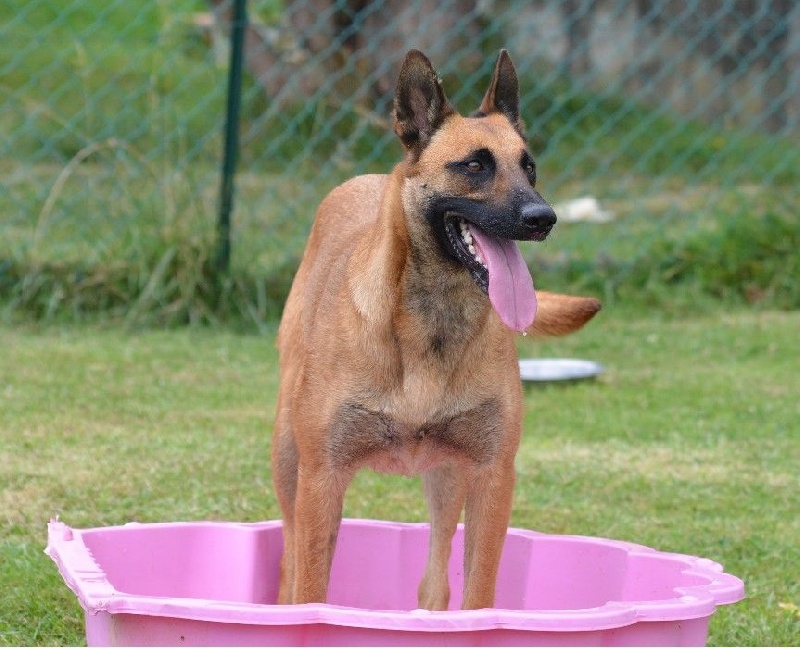 Hengie des Nuits de Reves