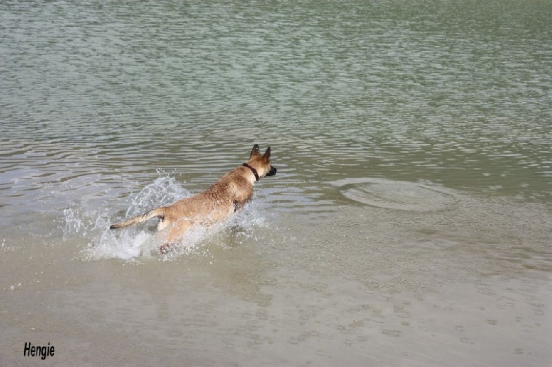Hengie des Nuits de Reves