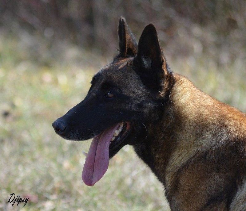 Djipsy des Nuits de Reves