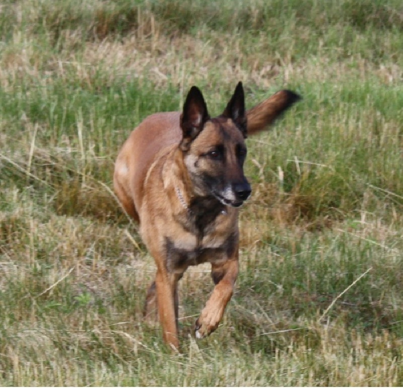 Tissia des Nuits de Reves