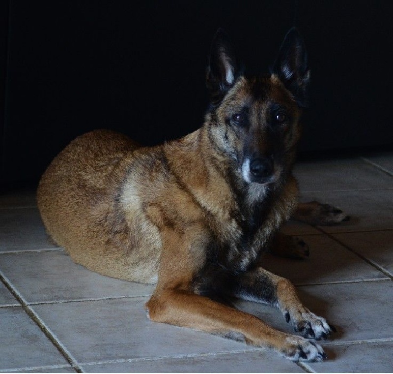 Tissia des Nuits de Reves