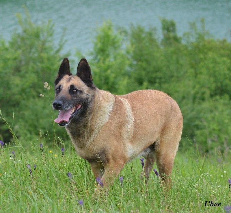 Ubee des Nuits de Reves