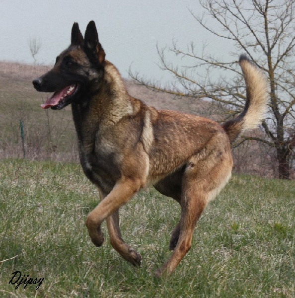 Djipsy des Nuits de Reves