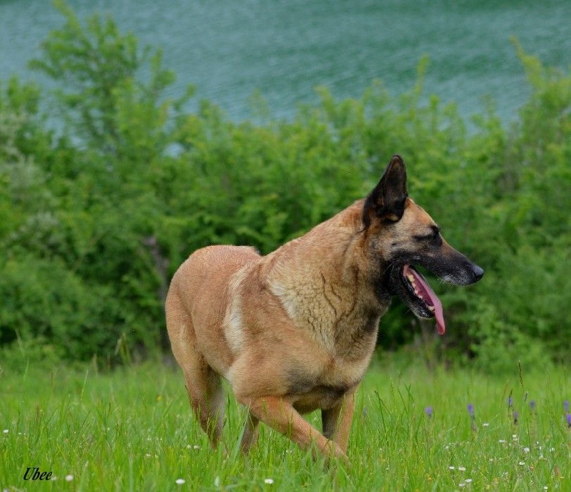 Ubee des Nuits de Reves