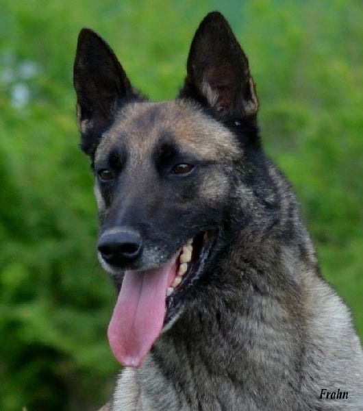 Frahn des Nuits de Reves