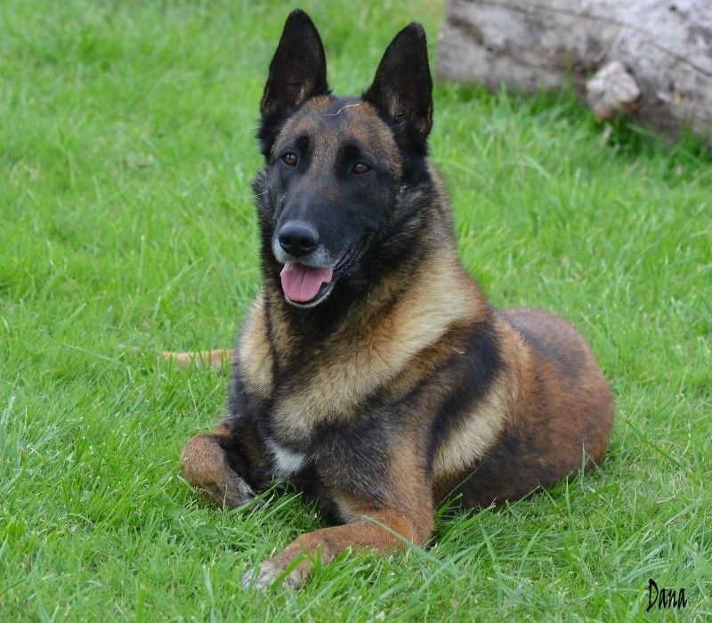 Dana des Nuits de Reves